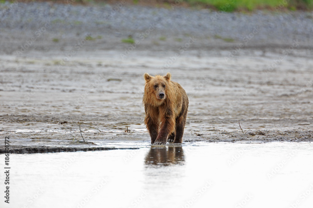Grizzlybär am Ufer Grizzlybär am Ufer