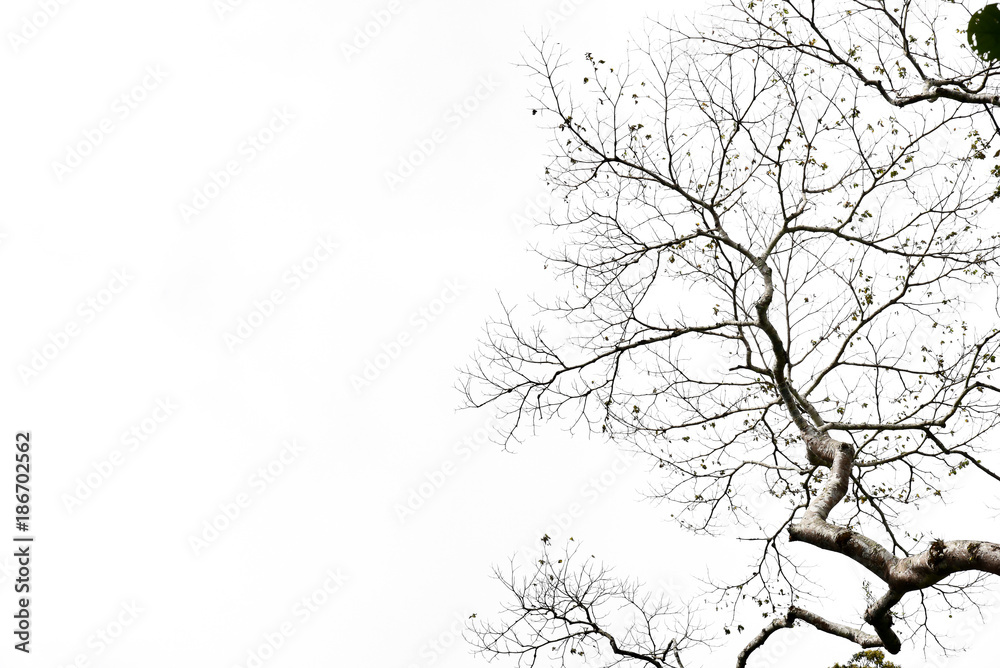 Fototapeta premium Tree branches isolated on the white background.