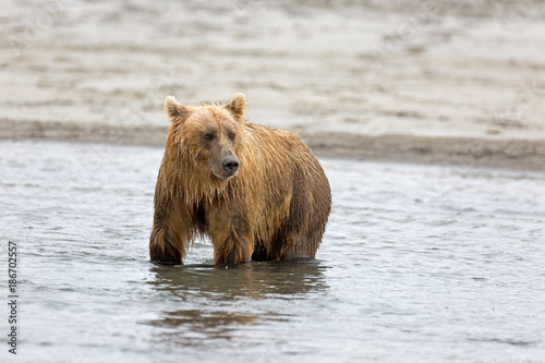 Grizzlybär beim Lachsfang