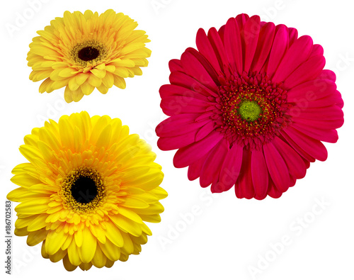 gerbera. bouquet of flowers. gerbera isolated on white background