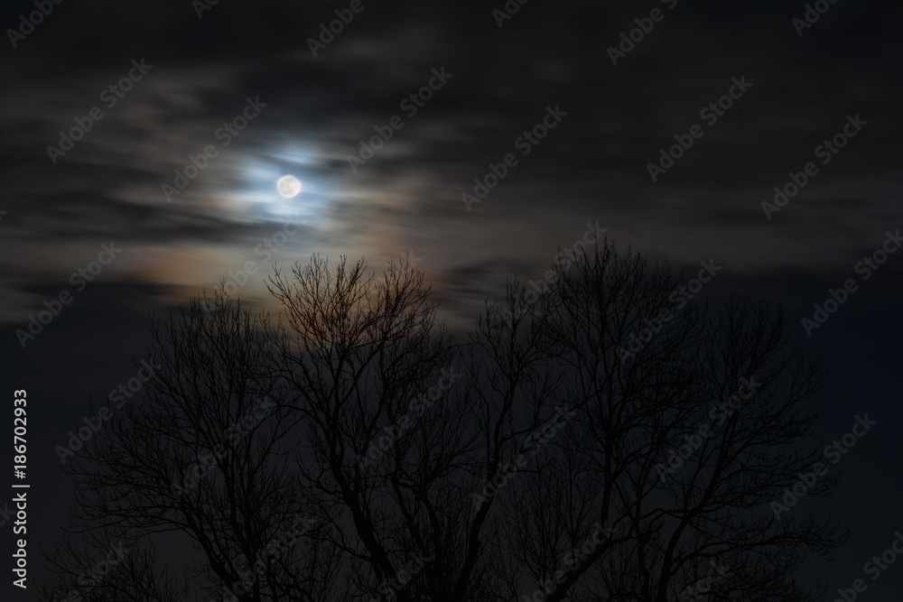 Vollmond über Winterbaum Vollmond über Winterbaum