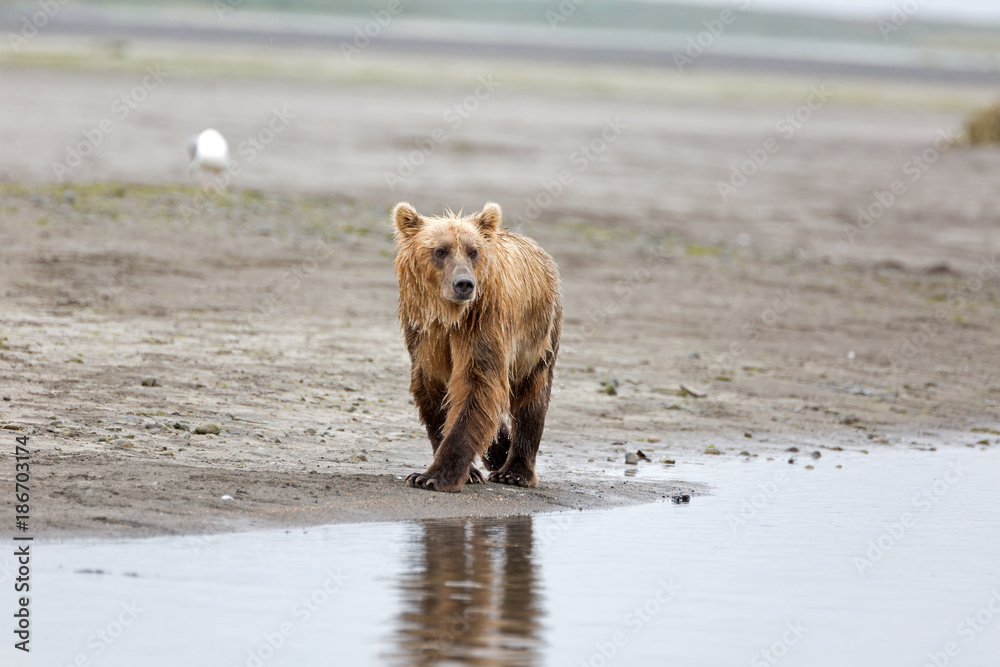 Grizzlybär am Ufer Grizzlybär am Ufer