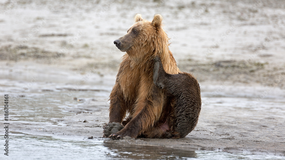 Obraz premium Grizzlybär am Ufer