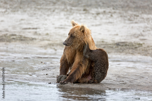 Grizzlybär am Ufer © Andreas Edelmann
