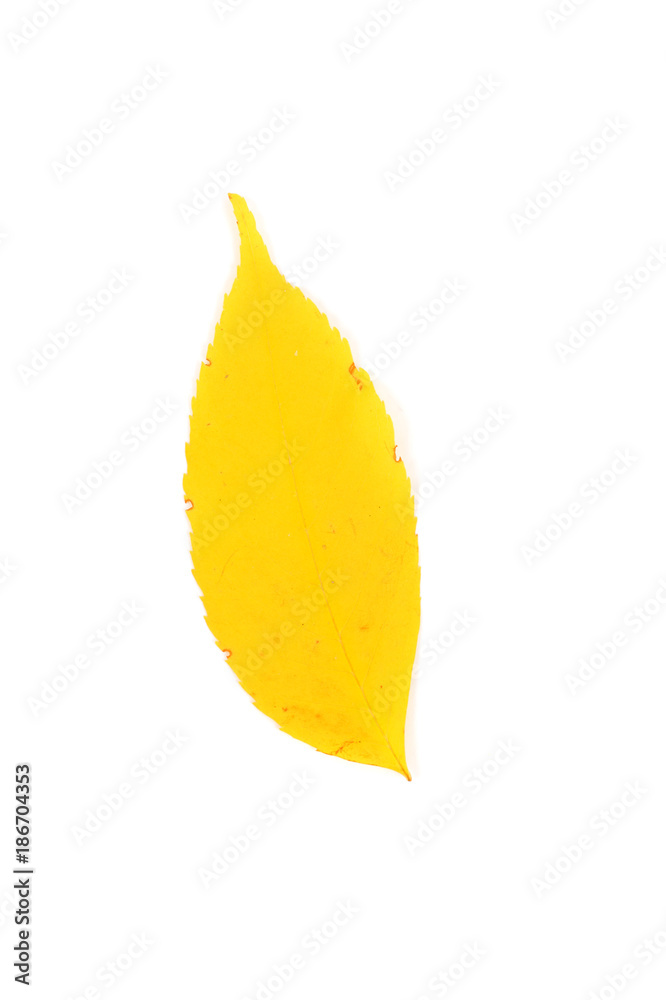 Ash tree leaf Ash tree leaf