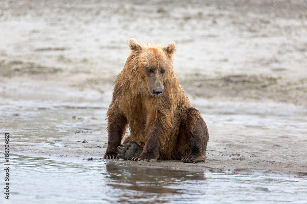Grizzlybär am Ufer Grizzlybär am Ufer