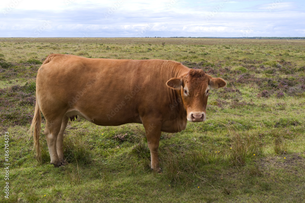 Laesoe / Denmark: Red-brown cow in the salt marsh