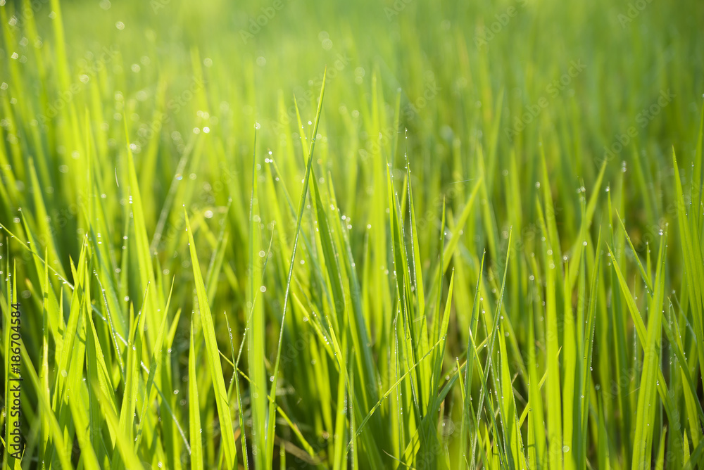 Beautiful rice crop on plantation field for background. Beautiful rice crop on plantation field for background.
