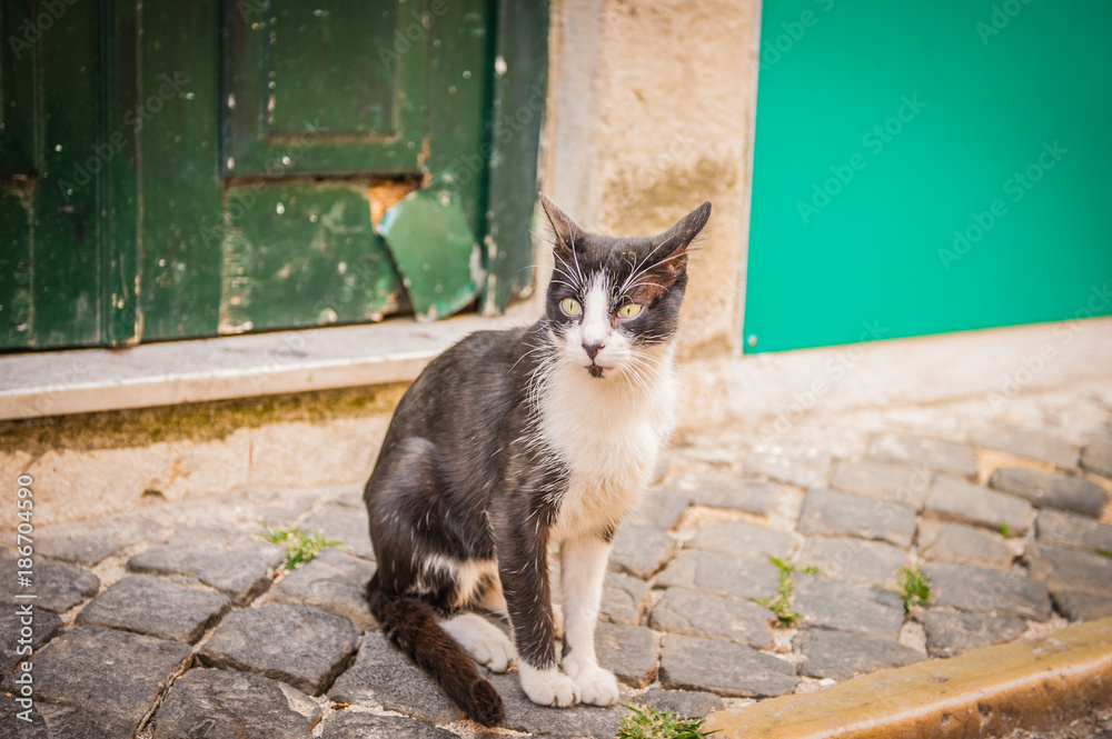 Black and white cat with green eyes, Portugal lisbon