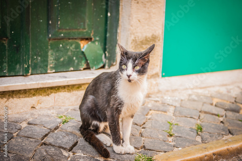 Black and white cat with green eyes, Portugal lisbon