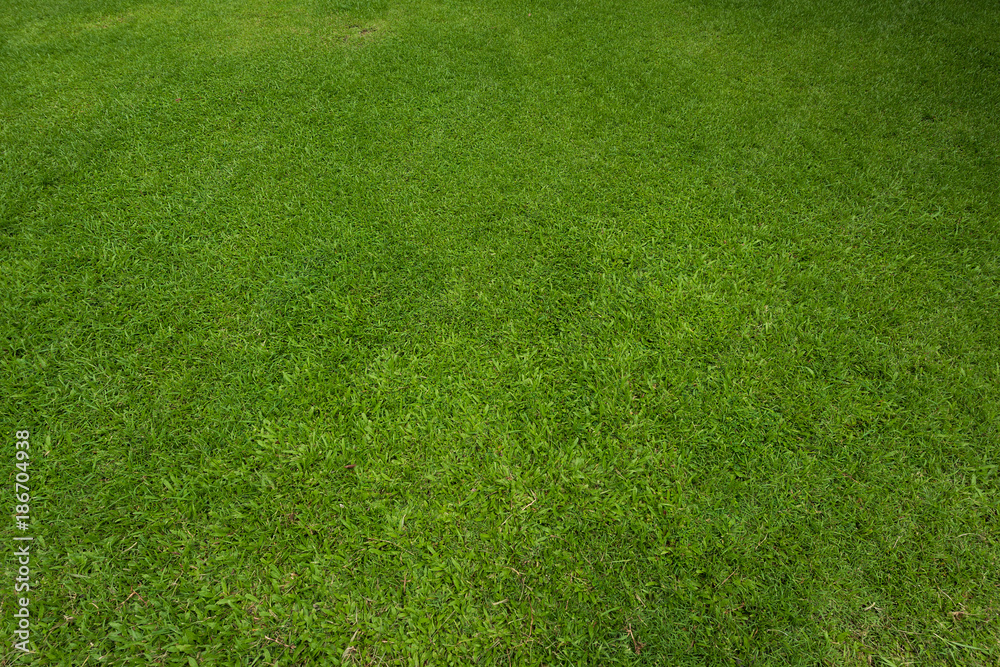 Green grass background and textured, Top view and detail of turf floor at soccer field Green grass background and textured, Top view and detail of turf floor at soccer field