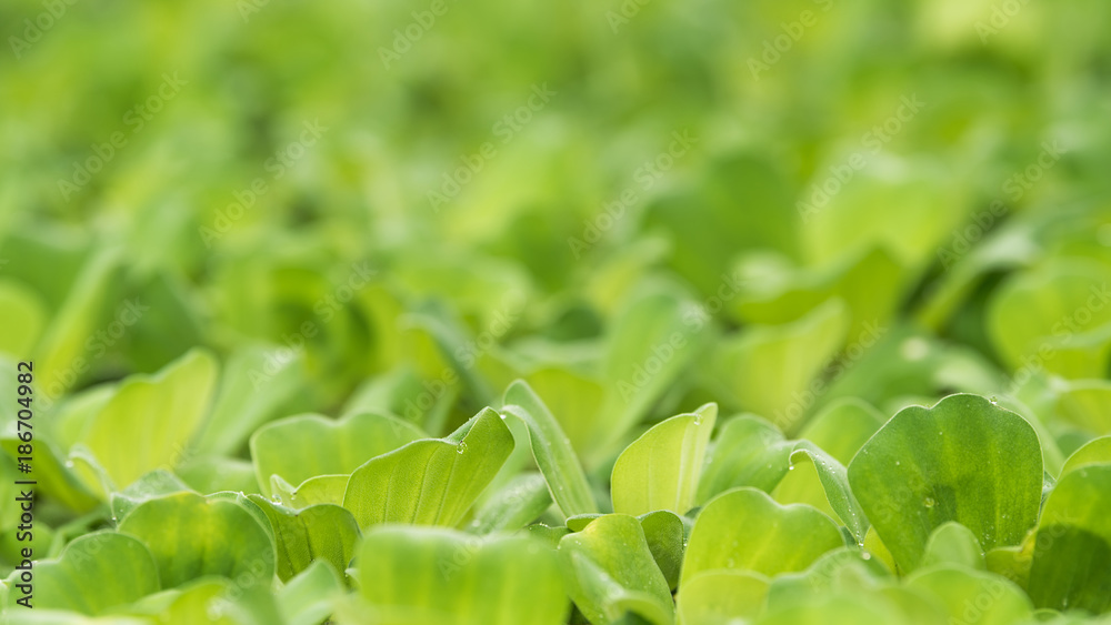 Close-up water lettuce leaf for green nature background Close-up water lettuce leaf for green nature background