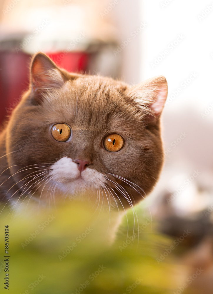 Bildschöne BKH Kitten- Britisch Kurzhaar Katze - edel Stock Photo | Adobe  Stock