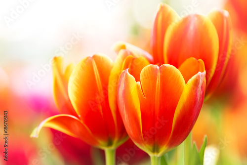 z-pomaranczowym-tulipanem
