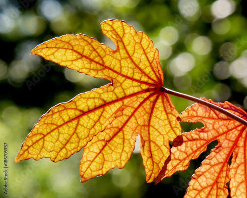 An oak leaf backlit showin veins in the dried leaf.