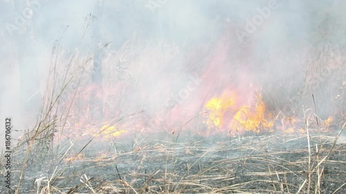 Medium pan shot of bush fire in Africa against termite hill