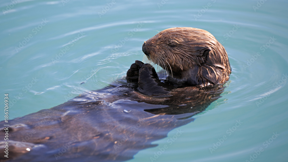 Fototapeta premium Seeotter
