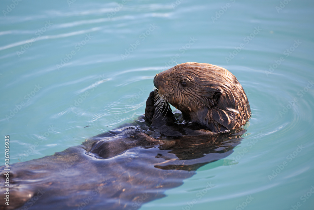 Fototapeta premium Seeotter