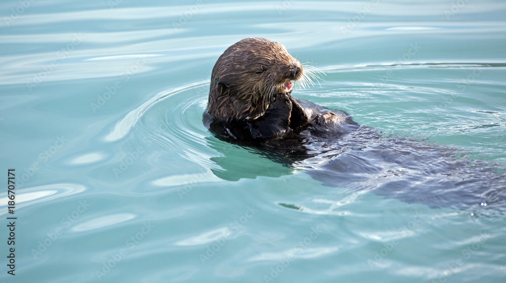Obraz premium Seeotter