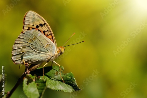 Closeup butterfly on flower © BigNazik