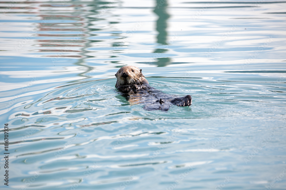 Fototapeta premium Seeotter