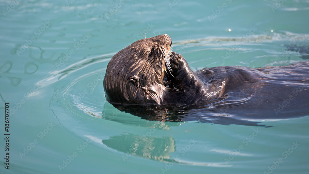 Fototapeta premium Seeotter