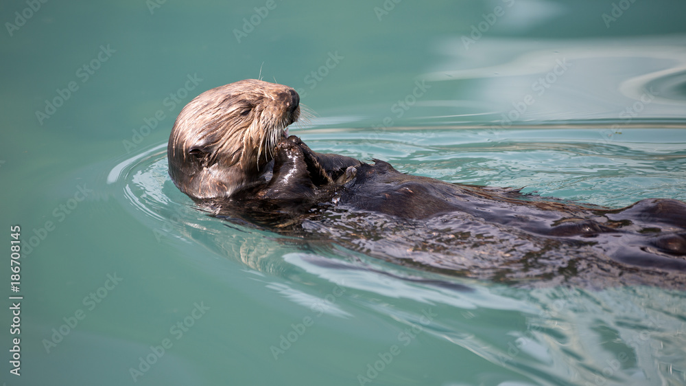 Fototapeta premium Seeotter