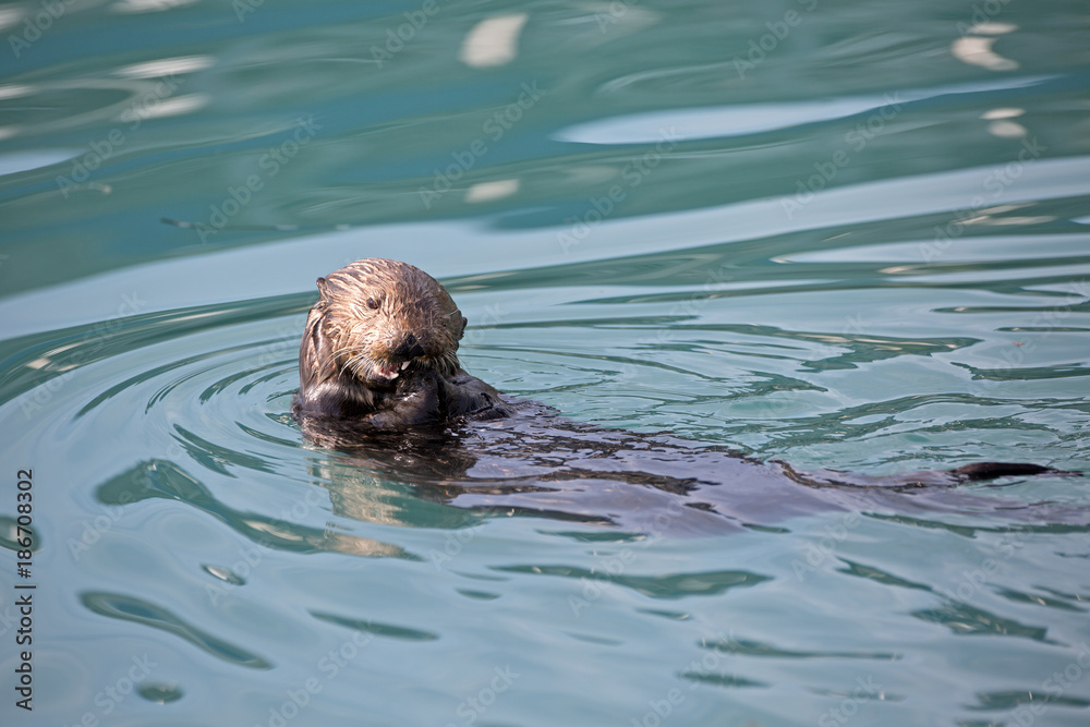 Fototapeta premium Seeotter