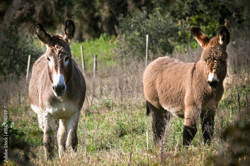 Donkeys eating 2