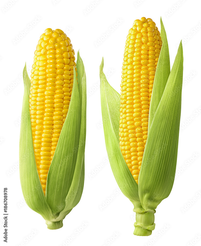 2 fresh corn ears with leaves isolated on white background - obrazy, fototapety, plakaty 
