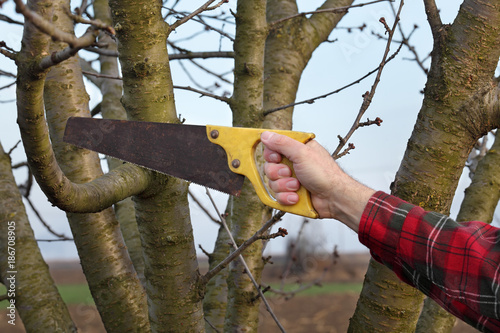 Pruning tree in orchard, closeup of hand and handsaw tool