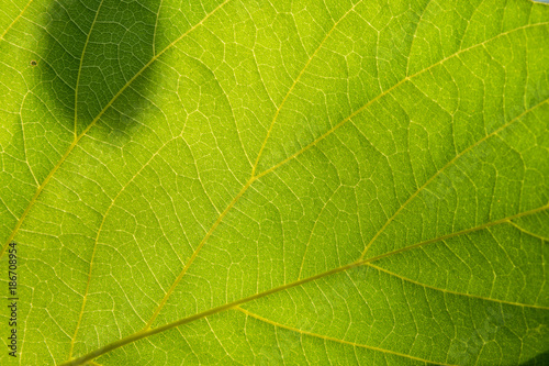 Green leaf nature background