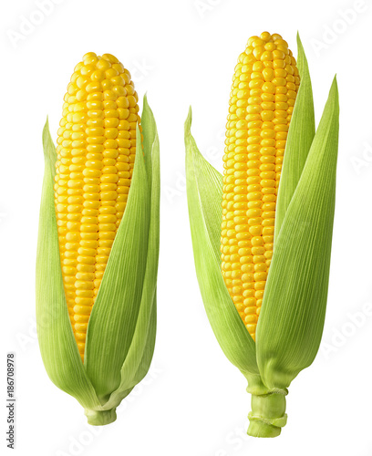 Foto 2 fresh corn ears with leaves isolated on white background