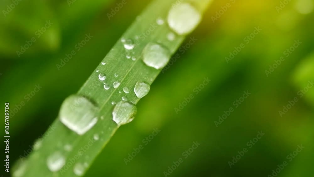 Macro of raindrop. Composition of nature. Macro of raindrop. Composition of nature.