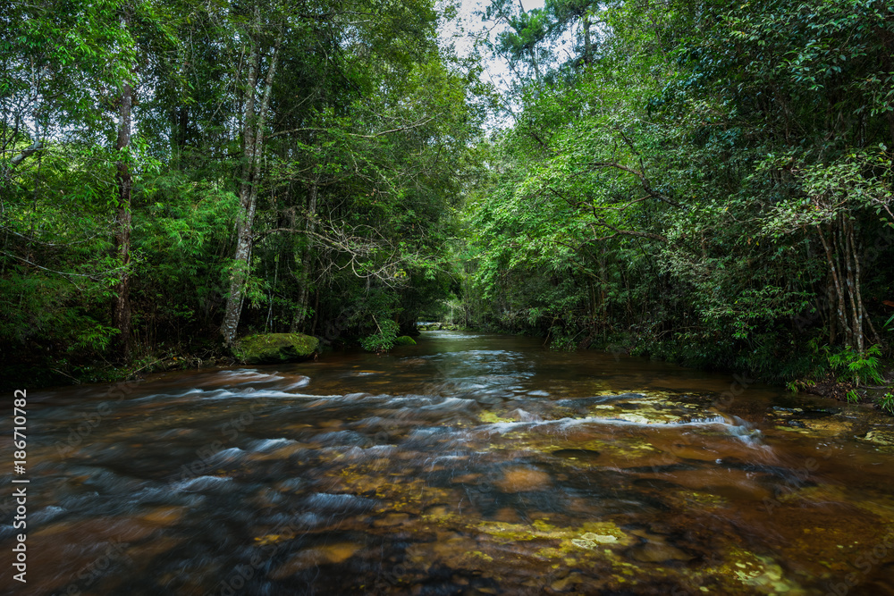 River in the tropical rainforest landscape River in the tropical rainforest landscape