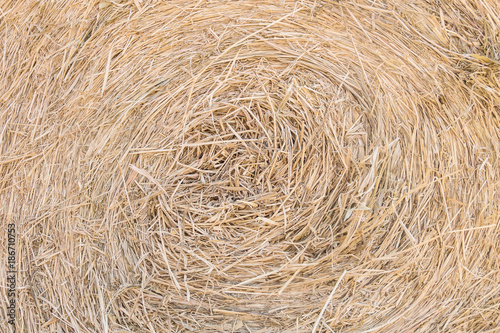 Closeup surface roll of dry straw for feeding textured background