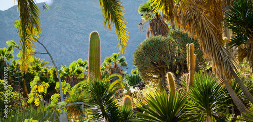 Cacti Park in Gran Canaria photo