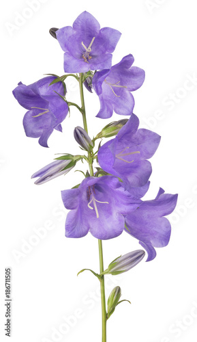 seven bellflower violet large blooms on stem