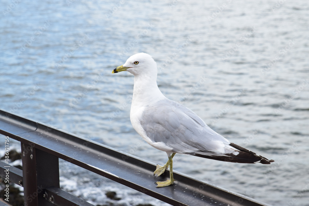 Fototapeta premium Seagull