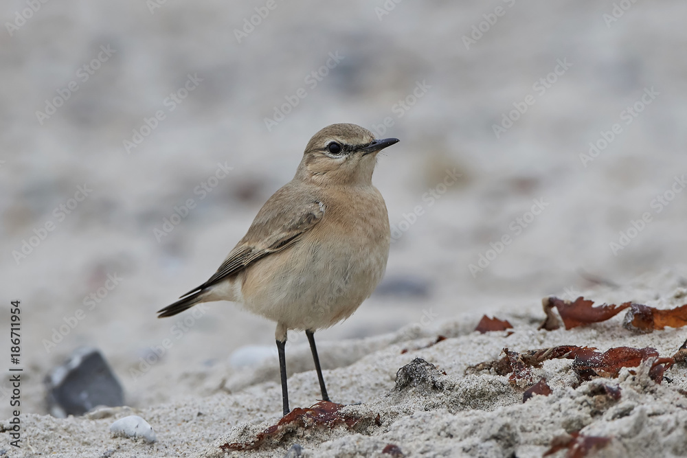 Isabelline wheatear in its natural habitat at the beach Isabelline wheatear in its natural habitat at the beach