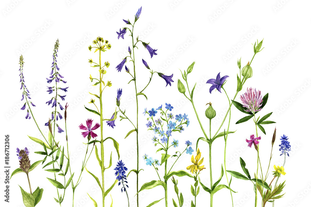 Naklejka akwarela rysunek kwiaty i rośliny