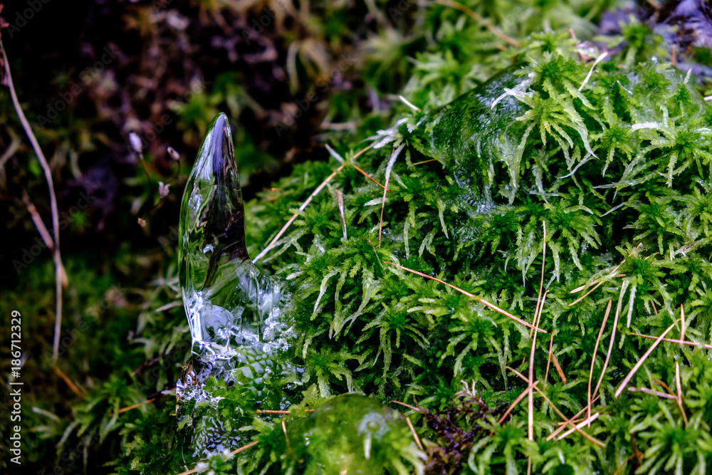 Obraz premium Ghiaccio e muschio