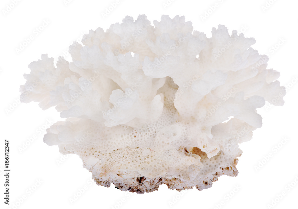 small dense white isolated coral small dense white isolated coral