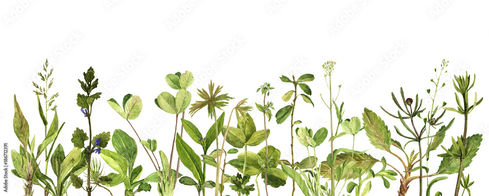 Fototapeta akwarela, rysunek zielonych liści i roślin