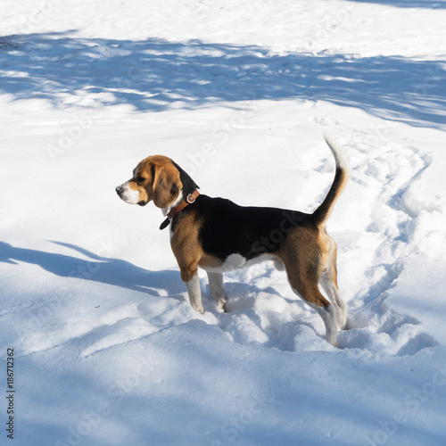 Adorable purebreed beagle puppy. Dog staying on the snow. Winter in park nature outdoors. Copy space image.