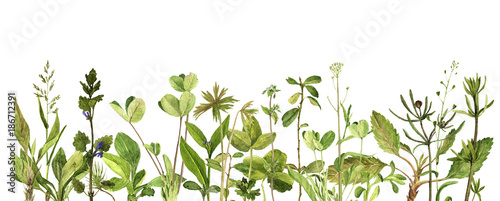 Fototapeta akwarela rysunek zielone liście i rośliny