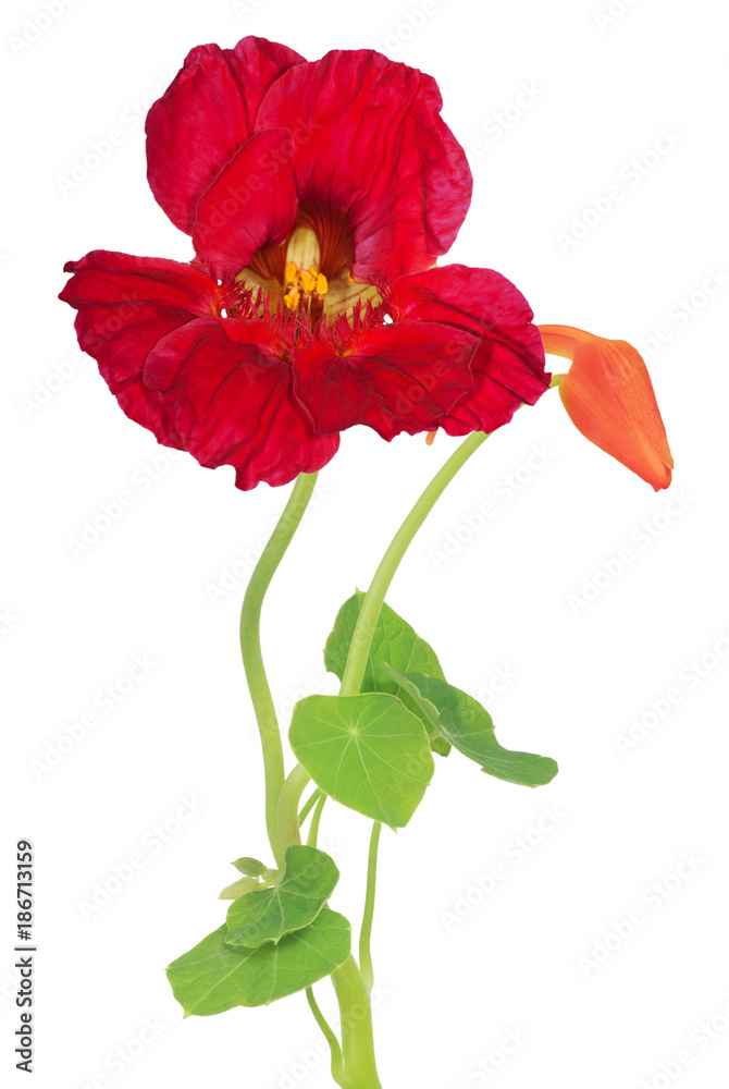 dark red nasturtium flower with bud dark red nasturtium flower with bud