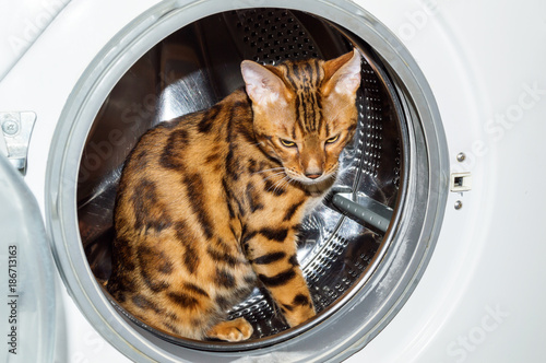 Fototapeta Naklejka Na Ścianę i Meble -  A Bengal cat sits inside the washing machine