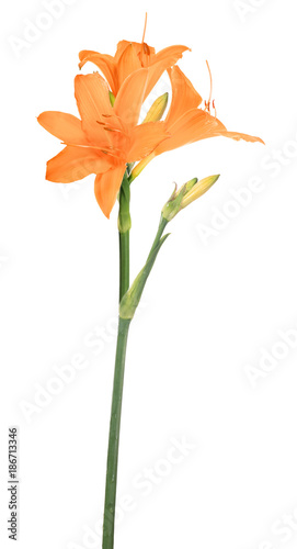 orange isolated small lily flower with three blooms