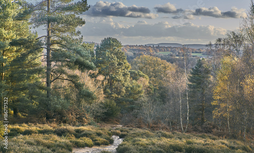 View over heathland and weoodland at Hesworth Common, Sussex photo